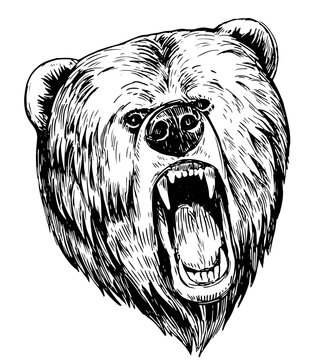Brown bear head. Hand drawn sketch converted to vector.
