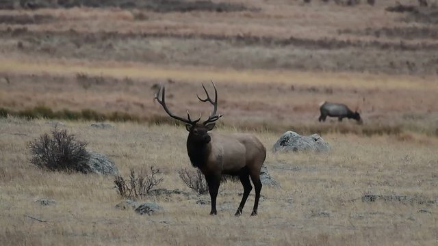 Elk on an Autumn Morning during the Fall Rut