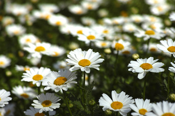 Obraz premium field of daisies