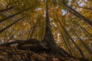 Bosco con grande albero visto dal basso durante la stagione autunnale