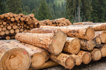 Piles of Logs on a Forest Road in the Alps