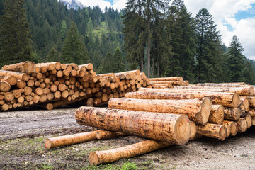 Piles of Logs on a Forest Road in the Alps on a Cloudy Spring Day