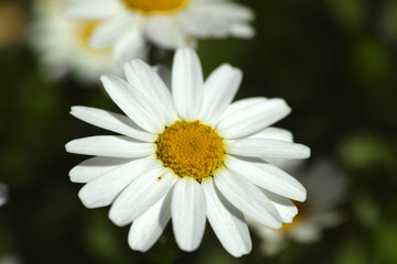 Fototapeta premium daisy flower closeup