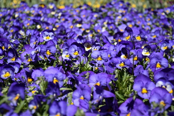 Close up of blue pansy flowers or pansies blooming in the garden. Close-up of blooming Spring Flowers. Season of flowering pansies. Pansy blooming in the Spring.