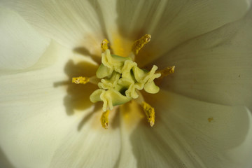 yellow lily flower