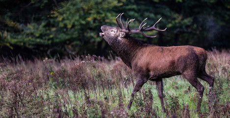 Naklejka na ściany i meble Red deer stag roaring during autumn rutting season, Killarney national park in the Republic of Ireland