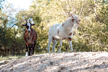 Two goats on top of a hill in the country by trees