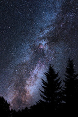 Milky Way in Cygnus constellation. Spruce tree silhouettes in the foreground.