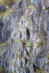 stone in the Russian forest