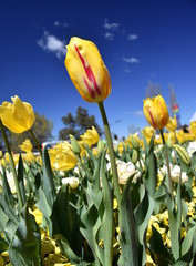Yellow tulip flowers against blue sky. Tulip flower. Beautiful tulips on tulip field with blue sky and green leaf background. Spring concept.