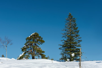 winter forest in alp mountains