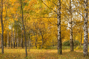 Autumn yellow trees and leaves. Golden fall landscape