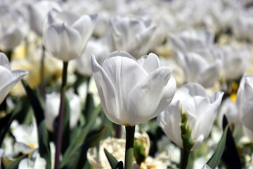 Tulip flower. Beautiful tulips on tulip field with green leaf background. Group of white tulips in the park. Spring landscape.