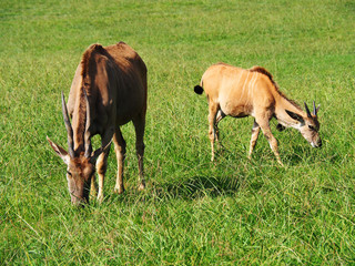 View of two Common Eland antelopes (Taurotragus oryx) in the field