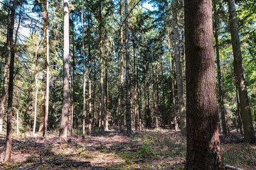 Spruce Tree Forest