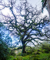 Angel oak tree with blue sky background