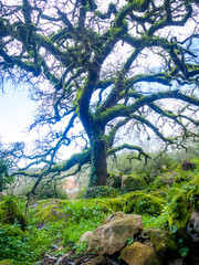 Angel oak tree with blue sky background