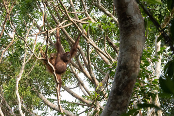 Familia orangutanes reserva Borneo