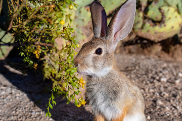 A cute wild cottontail bunny rabbit a native of the Sonoran desert eating yellow creosote bush flowers in Tucson, Arizona.