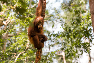 Naklejka premium Familia orangutanes reserva Borneo