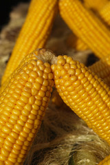 close up of corn