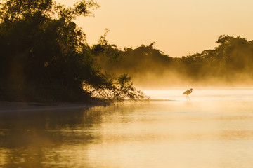 River before sunrise in the Pantanal