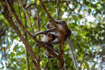 Fototapeta premium Familia orangutanes reserva Borneo