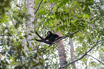 Familia orangutanes reserva Borneo