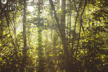 Obraz premium Sun rays in the forest after rain, high humidity