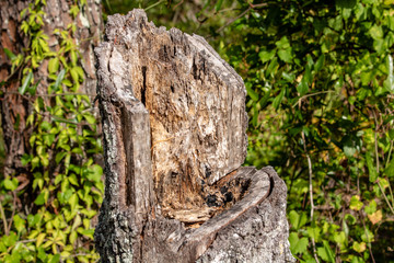 Tree stump