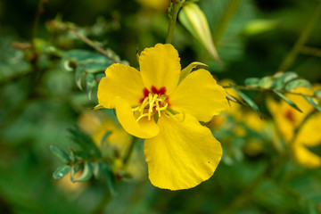 Bright yellow flower