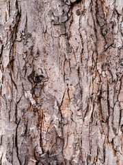 Baum und Borke