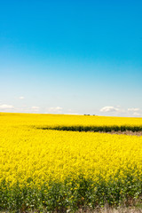 Obraz premium Canola Vee vert