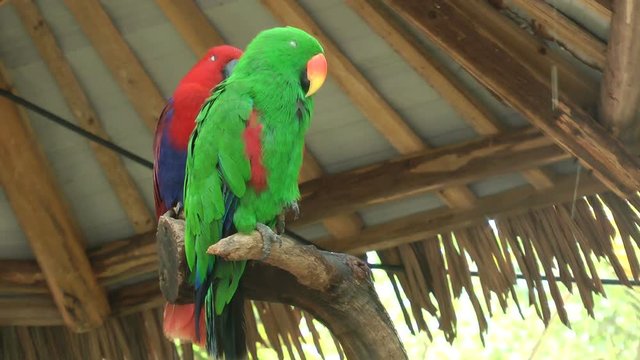 Eclectus Parrot in zoo