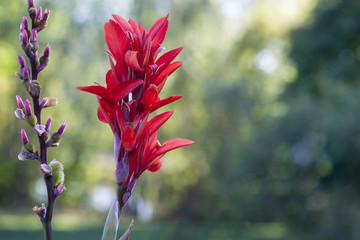 Indian paintbrush Castilleja miniata buding and blooming vertical line of flowers
