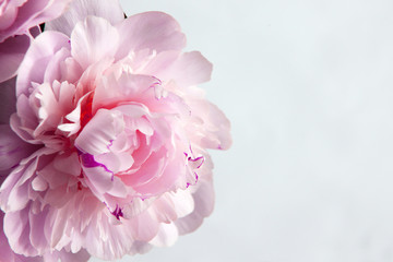 Closeup of beautiful pink Peonie flower