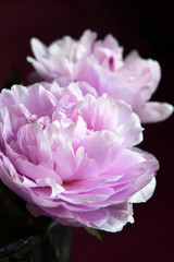 Closeup of beautiful pink Peonie flower