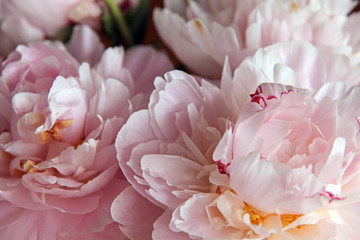 Closeup of beautiful pink Peonie flower