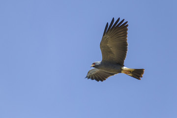 Flying Snail Kite