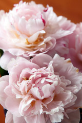 Obraz premium Closeup of beautiful pink Peonie flower