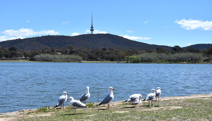 Obraz premium Seagulls sunbathing in the foreground. Panoramic view of Black Mountain Tower (Telstra Tower) and Lake Burley Griffin in Canberra, Australia,