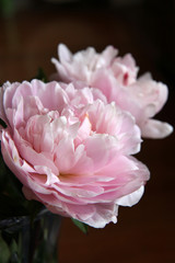 Closeup of beautiful pink Peonie flower