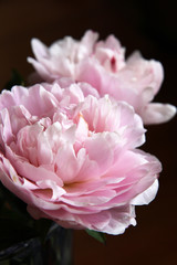 Closeup of beautiful pink Peonie flower