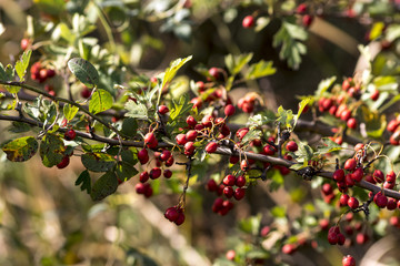 fruit of hawthorn (Crataegus laevigata)