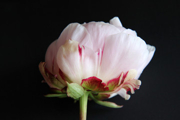 Closeup of beautiful pink Peonie flower