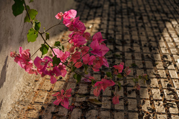 Bougainvillea branch on the background of paving slabs soiled with dark small berries