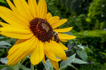 big black-eyed susan flower with a black and yellow bumblebee feeding on it's pollen nectar