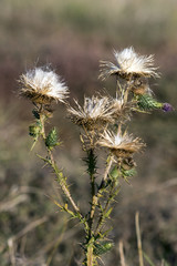 Acanthoides Carduus L. - roadside thistle