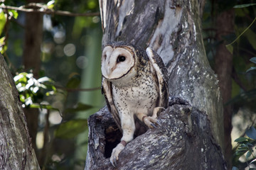 masked owl