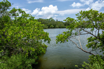 landscape with river and trees